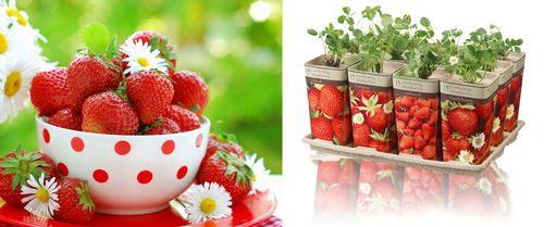 Strawberries in Eco-Friendly Packaging