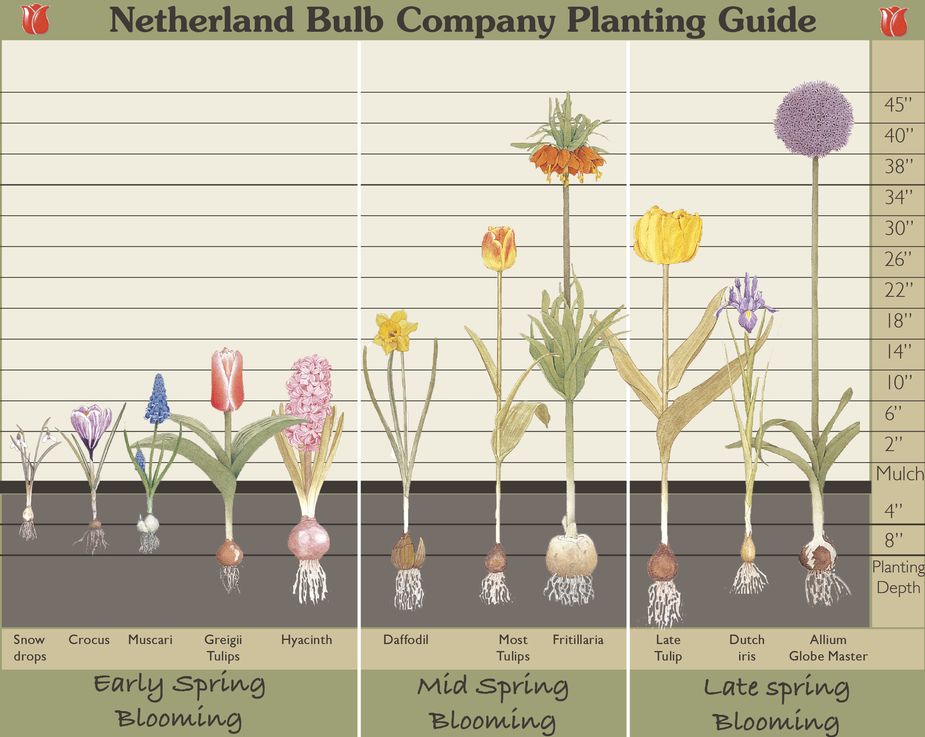 Bulb Planting Chart