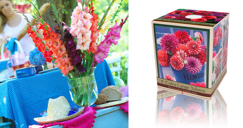 Unit DM-16 Dahlia Mix in Gift Box