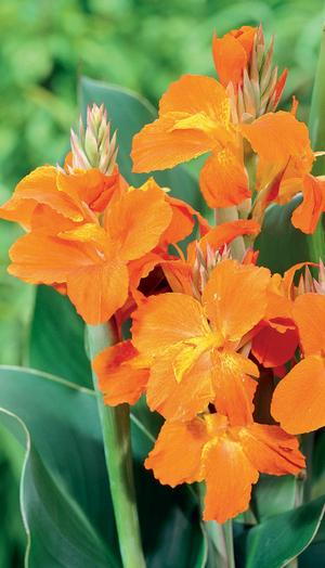Canna Indica 'Orange Magic' Elite™
Series
