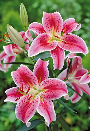 Fragrant Lily Lilium Oriental Stargazer from Netherland Bulb