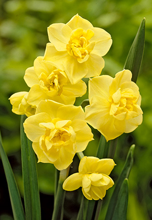 Narcissus Narcissus Double Flowering Yellow Cheerfulness From Netherland Bulb