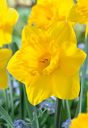 Daffodil - Dutch Master – Plantcetera