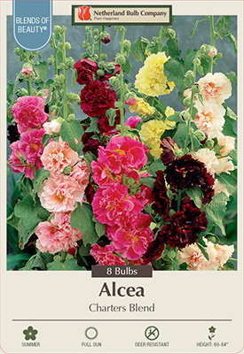 Hollyhock Alcea rosea Charters Mixture from Netherland Bulb