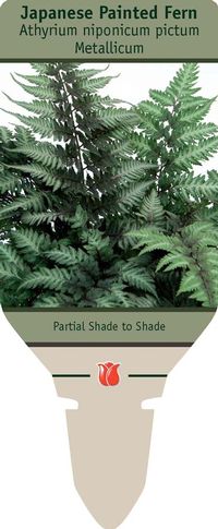 Japanese Painted Fern plug plants pot plants Athyrium niponicum Metallicum