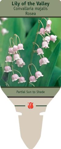 Rosea Lily of the Valley, Convallaria