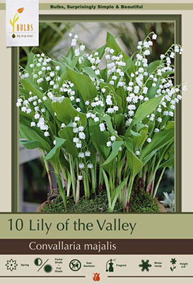 Convallaria Majalis Roots, Lily of the Valley Bulbs