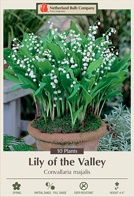 Convallaria Majalis Roots, Lily of the Valley Bulbs