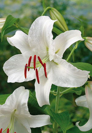 Fragrant Lily Lilium Oriental Casa Blanca from Netherland Bulb