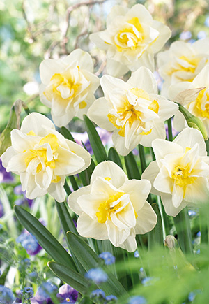 White Lion - Daffodil Bulbs (Double), Flower Bulbs