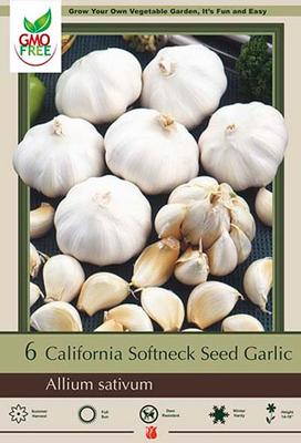 Glamaours California Softneck Garlic Great for Fall Planting Non GMO 6 Bulbs