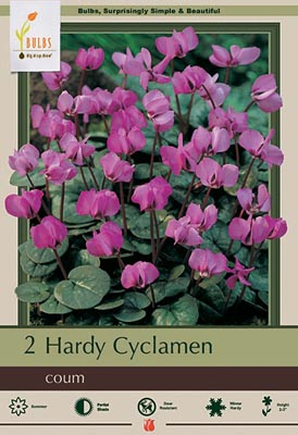 Netherland Bulb