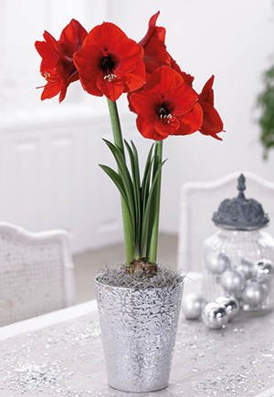 amaryllis care