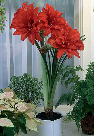 Double Flowering Amaryllis hippeastrum Double Galaxy Red Peacock from ...