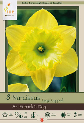 st patricks day large cupped daffodil flower bulbs