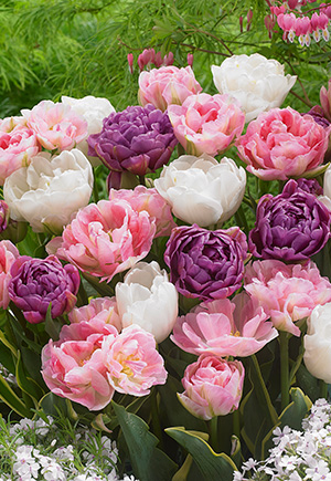 Long-Stemmed Tulips Mixture - Mixed Dutch Tulips