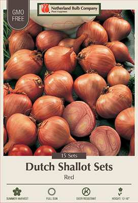 Dutch Red Shallot