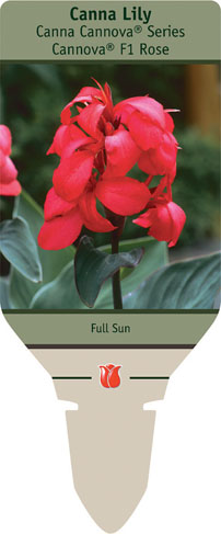 canna lily canna generalis cannova rose from netherland bulb rose colored light bulbs