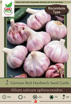 buffet Enkelhed gavnlig Hardneck Seed Garlic - Rocambole Type Allium sativum ophioscorodon German  Red Seed Garlic from Netherland Bulb