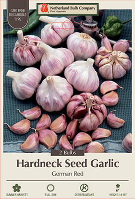 buffet Enkelhed gavnlig Hardneck Seed Garlic - Rocambole Type Allium sativum ophioscorodon German  Red Seed Garlic from Netherland Bulb