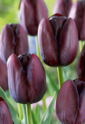 Tulip Tulipa Single Late Queen of Night from Netherland Bulb