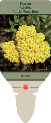 Yarrow Achillea Little Moonshine From Netherland Bulb
