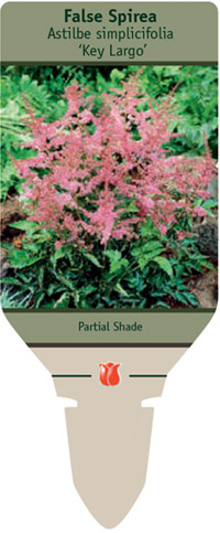 False Spirea Astilbe Simplicifolia Key Largo From Netherland Bulb