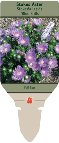Stokes Aster Stokesia Laevis Blue Frills From Netherland Bulb