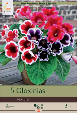 Gloxinia Sinningia speciosa Mixture from Netherland Bulb