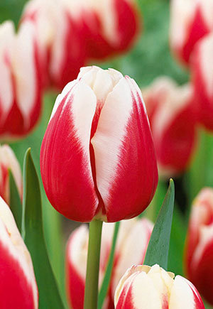 Tulip Tulipa Triumph Markant from Netherland Bulb