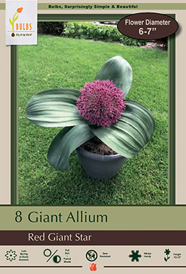 Onion Allium karataviense Giant from Netherland Bulb