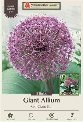 Onion Allium karataviense Giant from Netherland Bulb