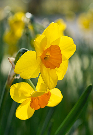 Daffodil Cornish Dawn, Always Wholesale Pricing