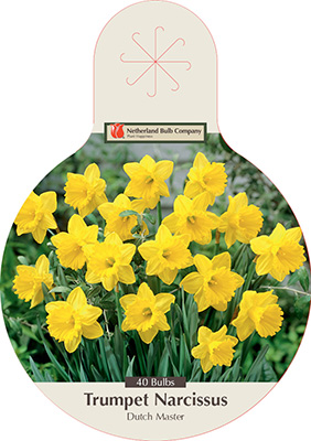 Daffodil - Dutch Master – Plantcetera