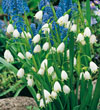 Giant Snowdrop