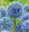 Blue Allium