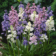 Wood Hyacinth