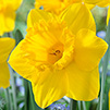 Daffodil