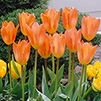 Tulip