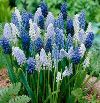 Grape Hyacinth