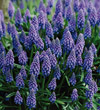 Grape Hyacinth