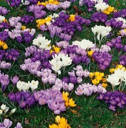 Jumbo Crocus Mixture