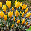 Large Flowering Crocus