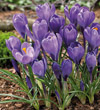 Large Flowering Crocus