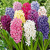 Hyacinth