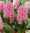 Hyacinth