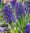 Hyacinth