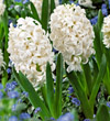 Hyacinth