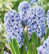 Hyacinth