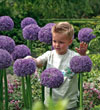 Giant Allium